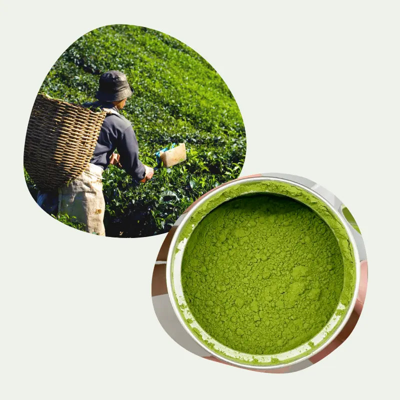 matcha ceremonial japonais kagoshima poudre de thé vert vif